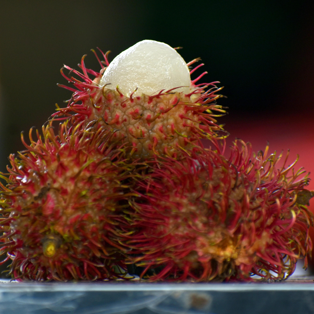 Rambutan - Caesar - Fruit Plant