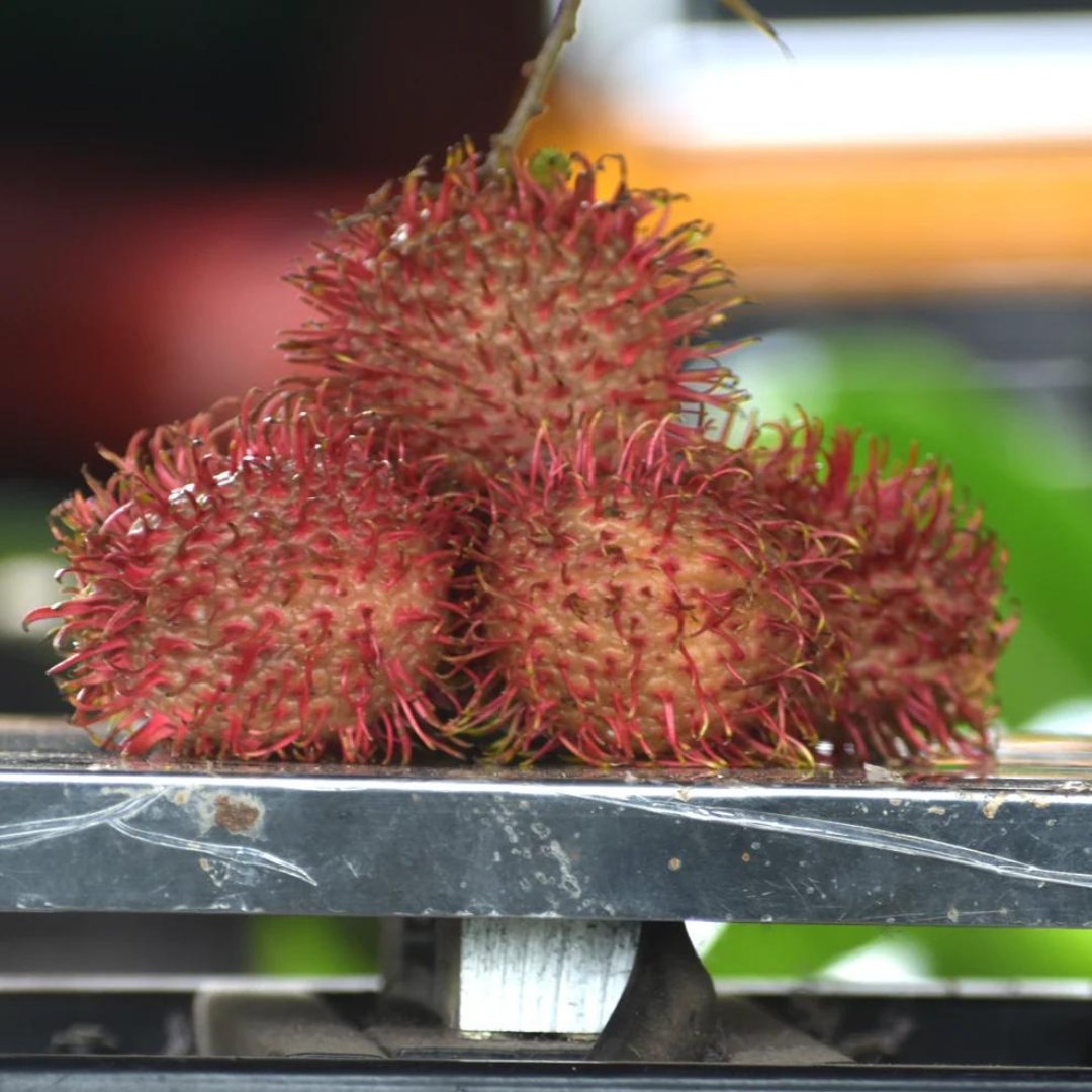 Rambutan - Caesar - Fruit Plant