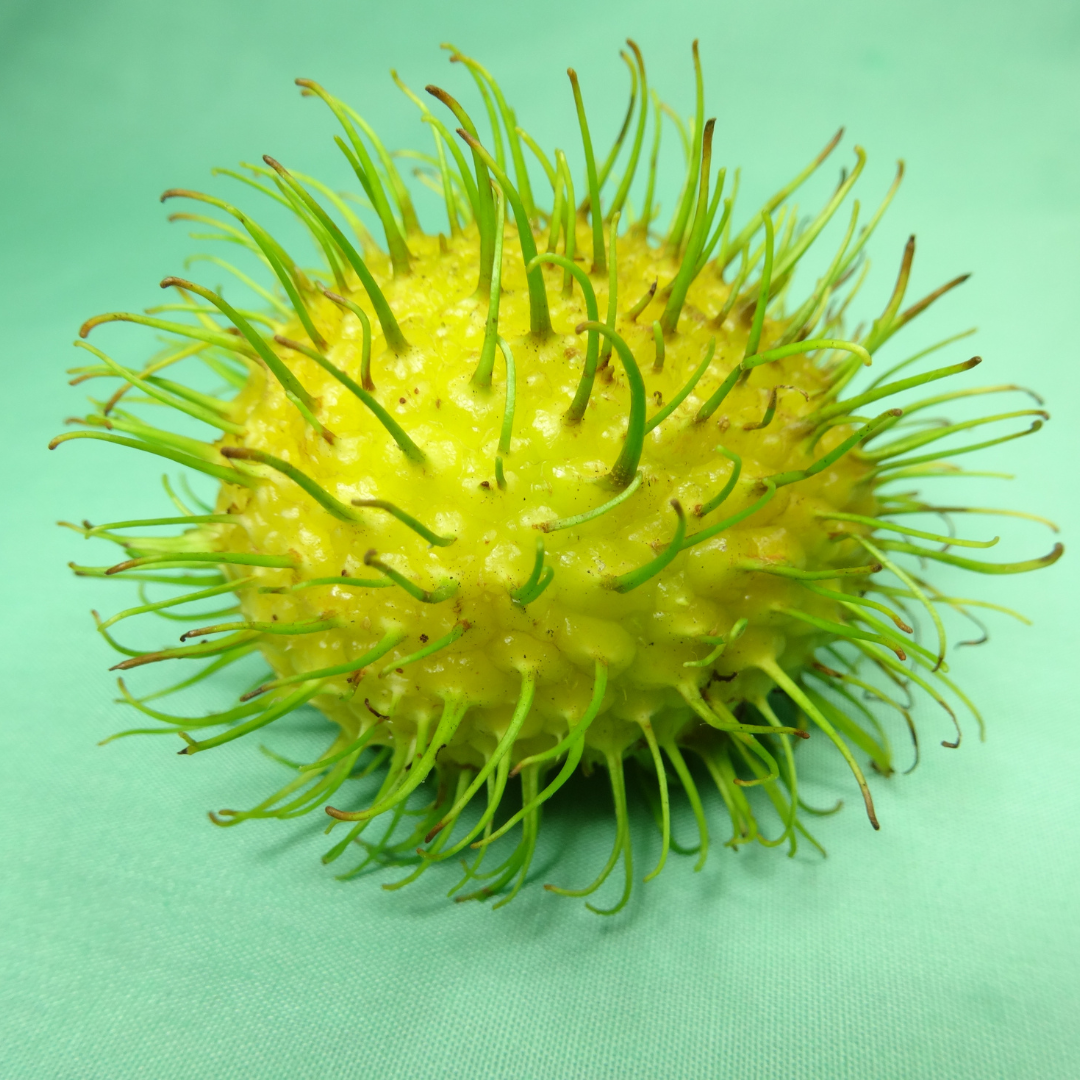 Rambutan - E35 - Fruit Plant