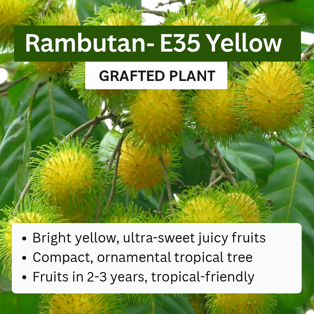 Rambutan - E35 - Fruit Plant