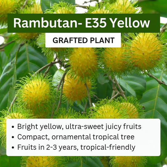 Rambutan - E35 - Fruit Plant