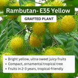 Rambutan - E35 - Fruit Plant