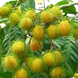 Rambutan - E35 - Fruit Plant