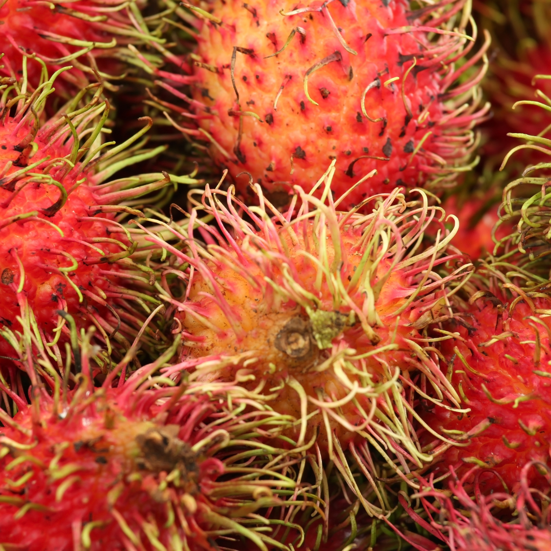 Rambutan - KG10 - Fruit Plant