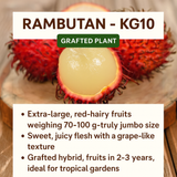 Rambutan - KG10 - Fruit Plant