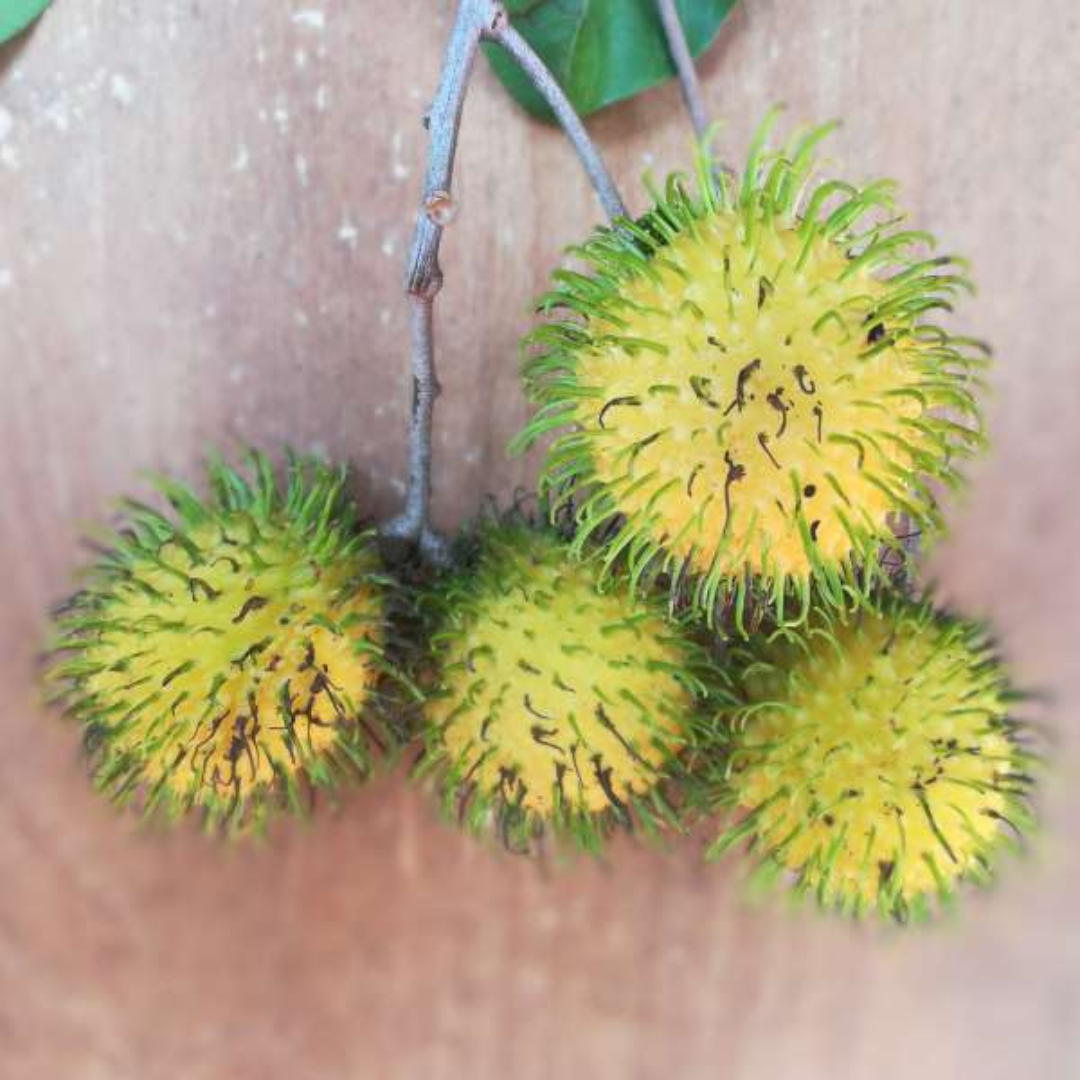 Rambutan - Muar Gading - Fruit Plant