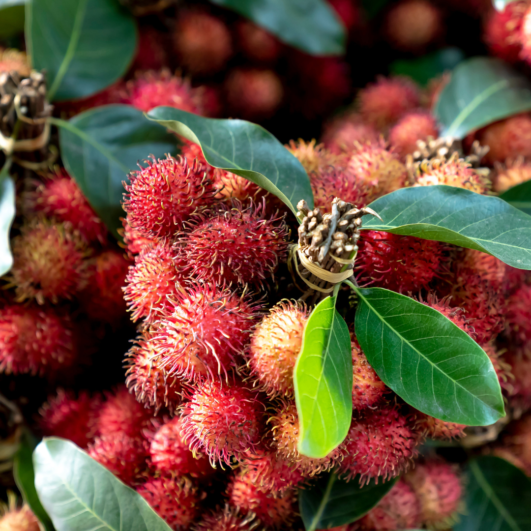 Rambutan - School Boy - Fruit Plant