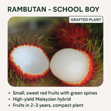 Rambutan - School Boy - Fruit Plant