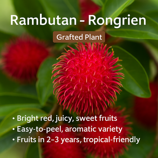 Rambutan - Rongrien - Fruit Plant