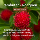 Rambutan - Rongrien - Fruit Plant