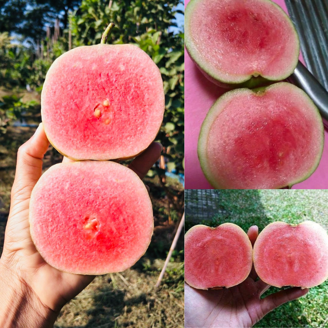 Guava - Japanese Red Diamond Fruit Plant