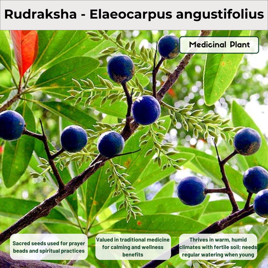 Rudraksha - Elaeocarpus angustifolius Medicinal Plant