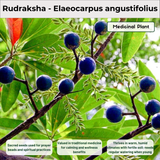 Rudraksha - Elaeocarpus angustifolius Medicinal Plant