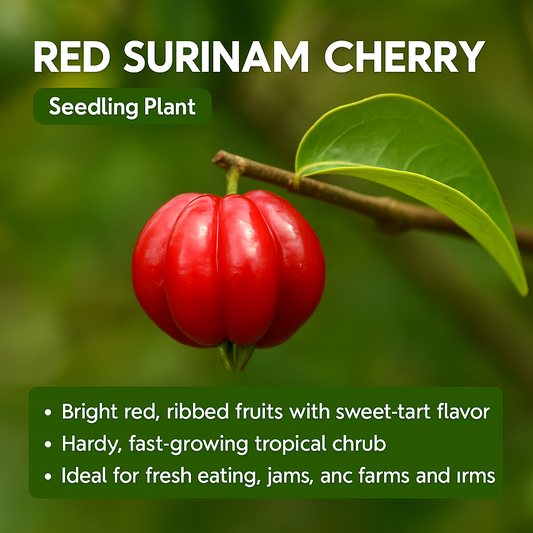 Surinam Cherry - Red Fruit Plant