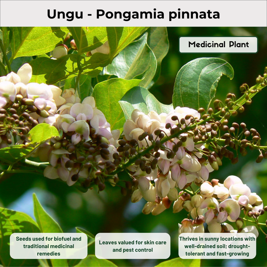 Ungu - Pongamia pinnata Medicinal Plant