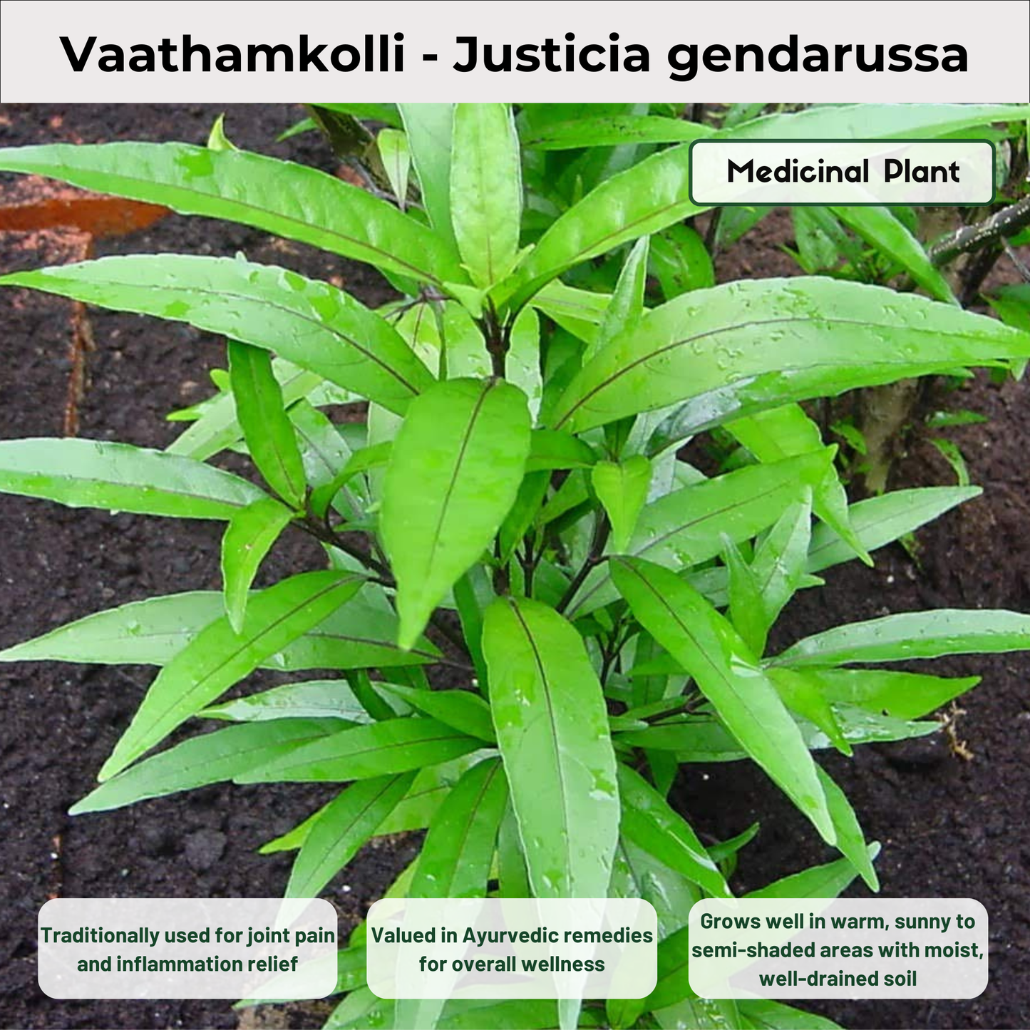Vaathamkolli - Justicia gendarussa Medicinal Plant