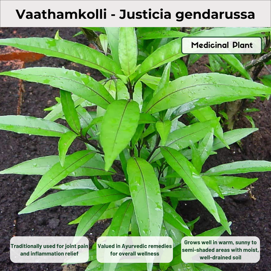 Vaathamkolli - Justicia gendarussa Medicinal Plant