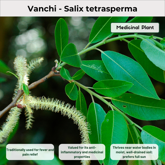 Vanchi - Salix tetrasperma Medicinal Plant