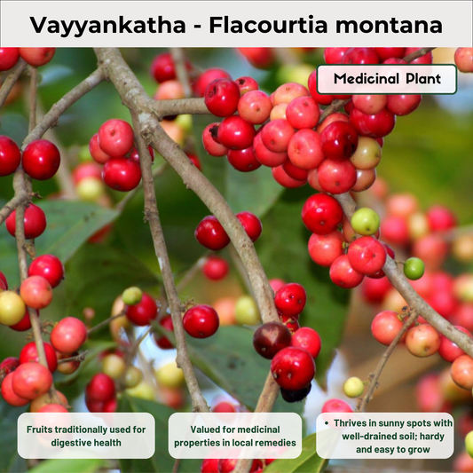 Vayyankatha - Flacourtia montana Medicinal Plant
