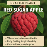 Sugar Apple / Sitafal - Red Fruit Plant