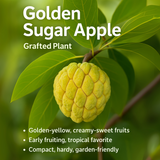 Sugar Apple / Sitafal - Golden Fruit Plant