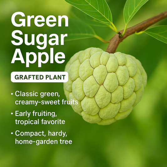 Sugar Apple / Sitafal - Green Fruit Plant