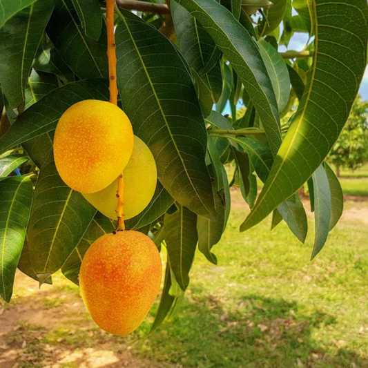 Mango - Ratnagiri Alphonso Fruit Plant