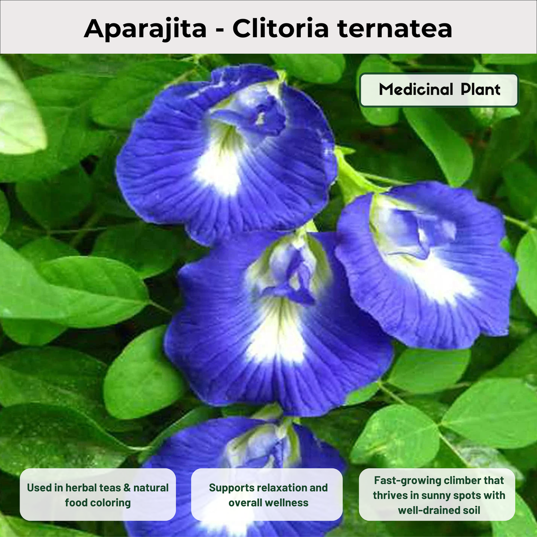 Aparajita - Clitoria ternatea Medicinal Plant – Kerala Garden