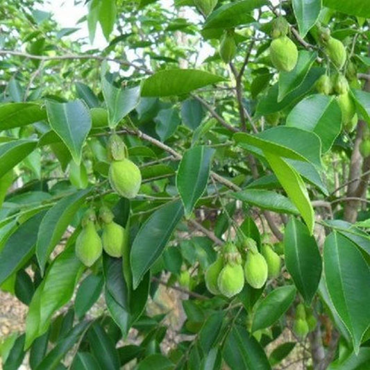 Agarwood - Aquilaria malaccensis Medicinal Plant