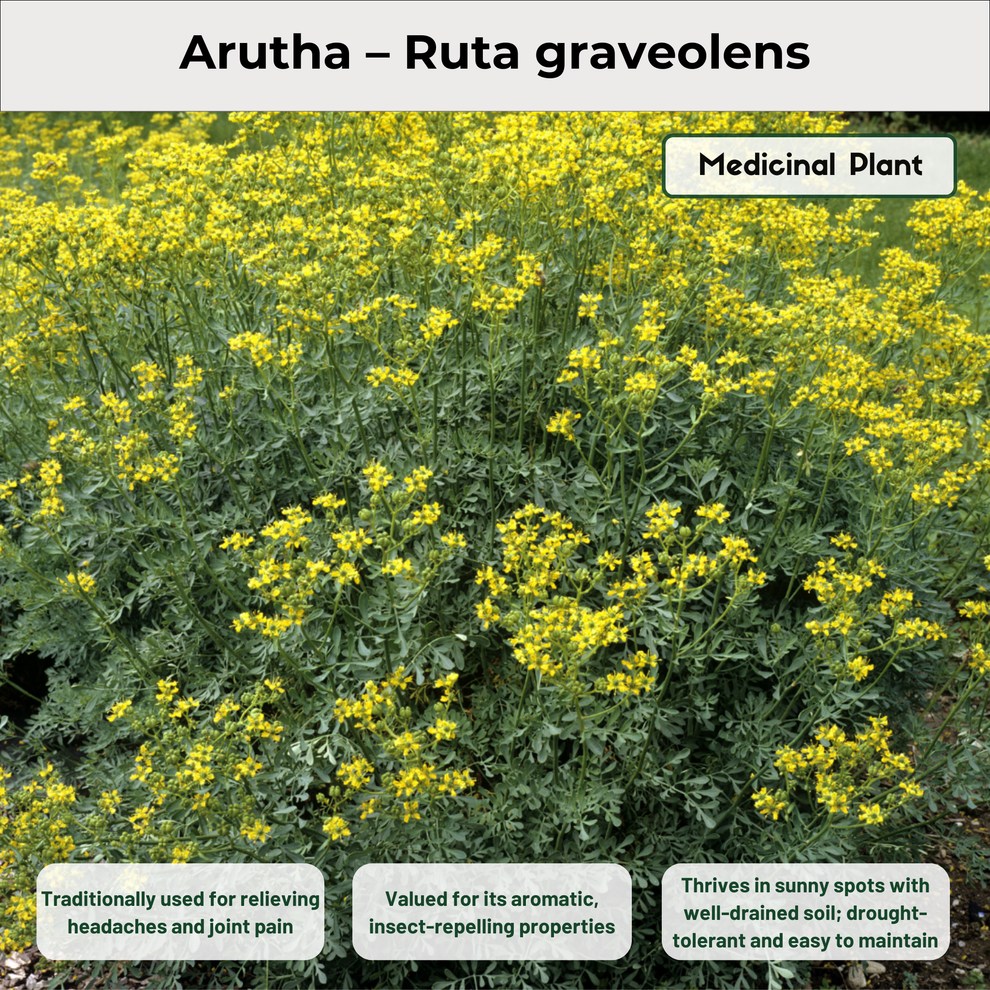 Arutha – Ruta graveolens Medicinal Plant – Kerala Garden
