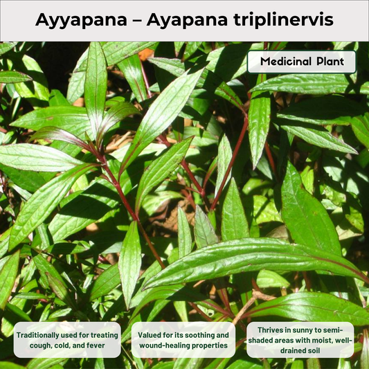 Ayyapana – Ayapana triplinervis Medicinal Plant