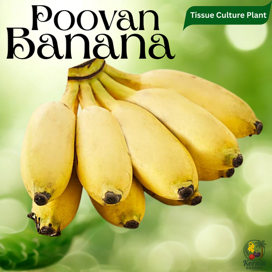 Banana - Poovan Banana - Tissue Culture Fruit Plant