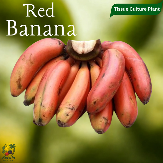 Banana - Red Banana - Tissue Culture Fruit Plant