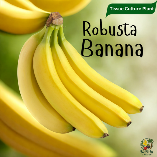 Banana - Robusta - Tissue Culture Fruit Plant