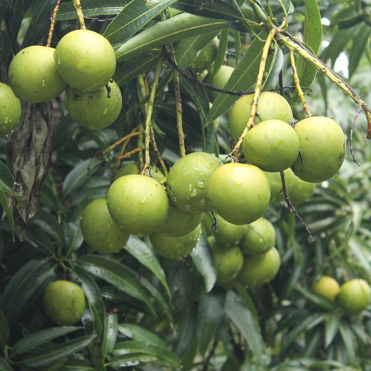 Mango - Chandrakaran Fruit Plant