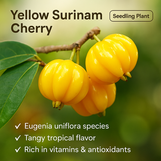 Surinam Cherry - Yellow Fruit Plant