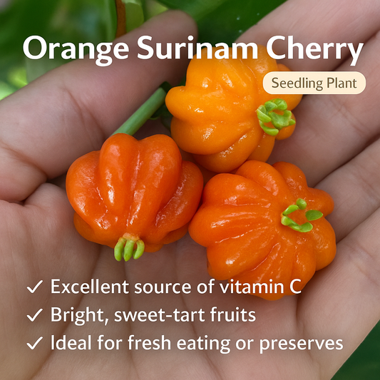 Surinam Cherry - Orange Fruit Plant