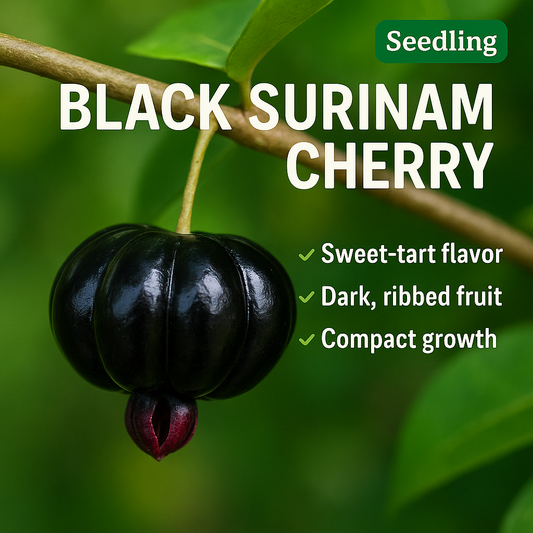 Surinam Cherry - Black Fruit Plant