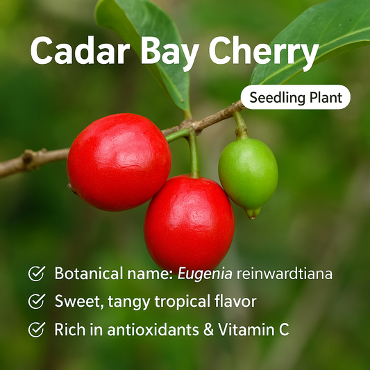 Cedar Bay Cherry - Red Fruit Plant