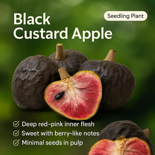 Custard Apple - Black Custard Fruit Plant