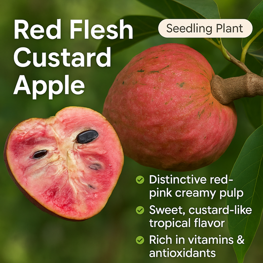Custard Apple - Red Flesh Custard Fruit Plant