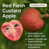 Custard Apple - Red Flesh Custard Fruit Plant