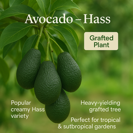 Avocado - Hass Fruit Plant