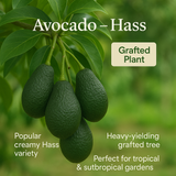 Avocado - Hass Fruit Plant