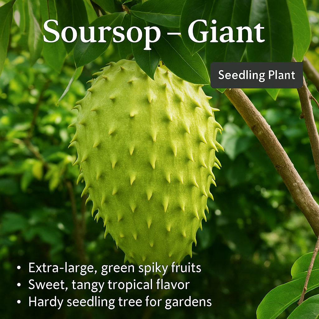 Soursop - Giant Fruit Plant