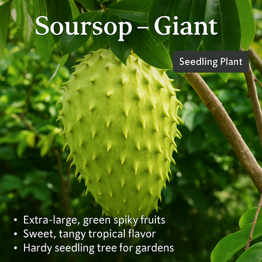 Soursop - Giant Fruit Plant