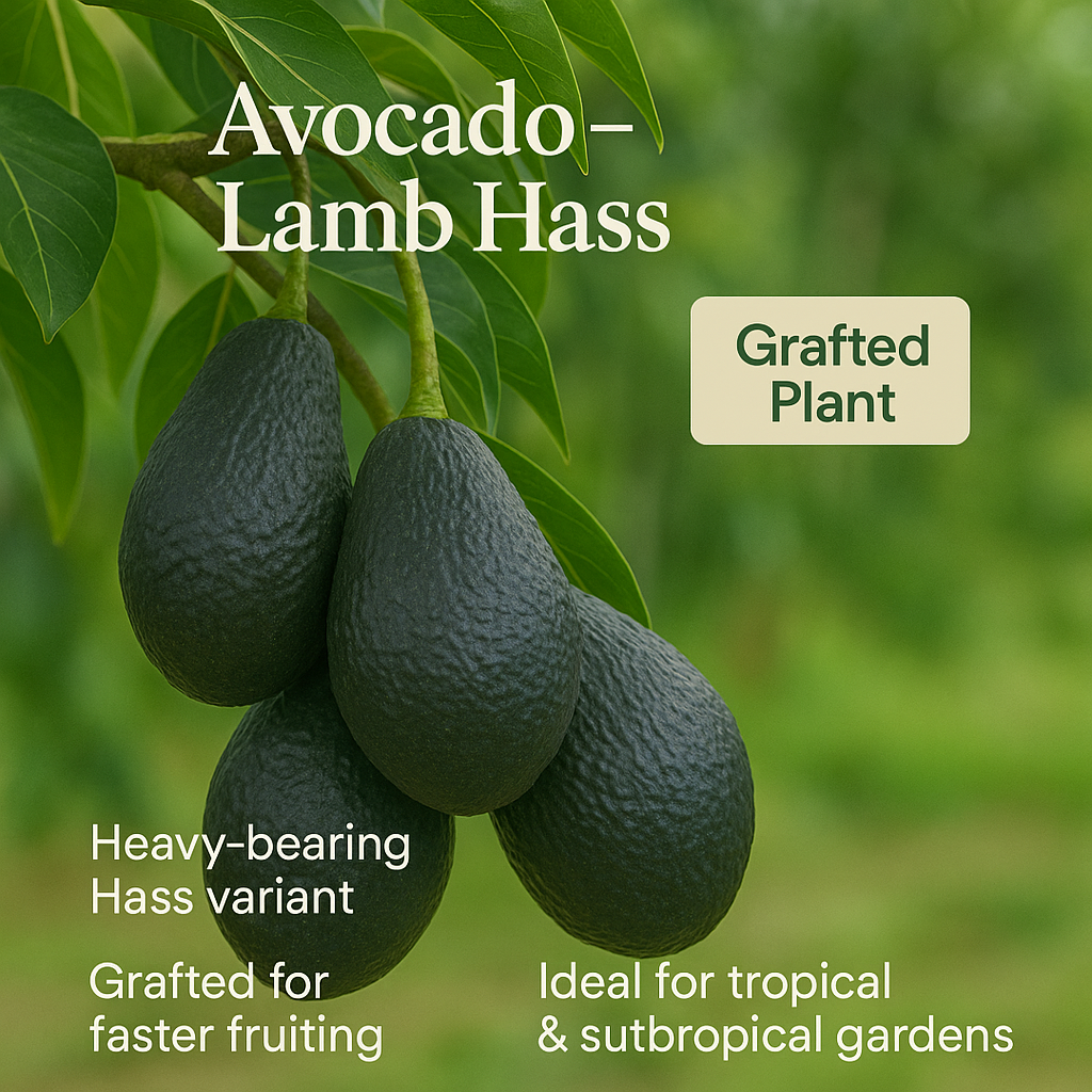 Avocado - Lamb Hass Fruit Plant