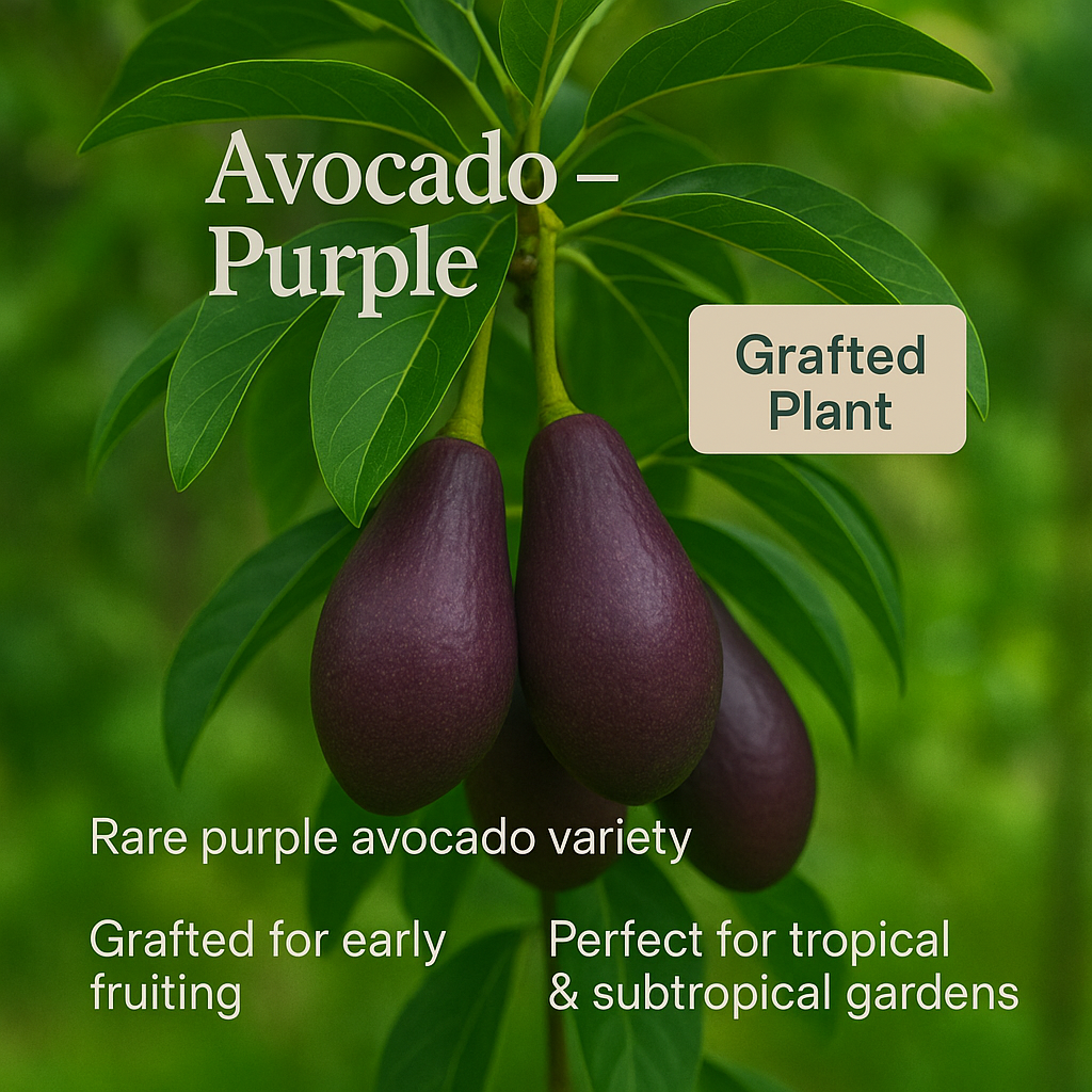 Avocado - Purple Fruit Plant