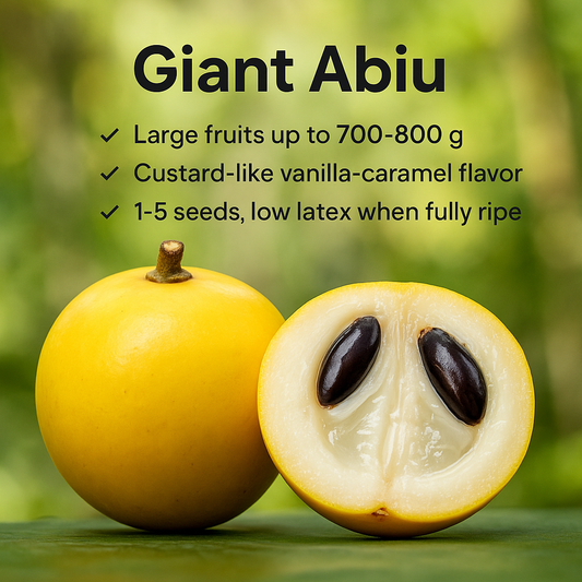 Abiu - Giant Abiu Fruit Plant