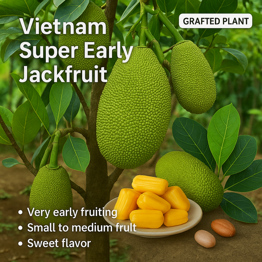 Jackfruit - Vietnam Super Early Fruit Plant